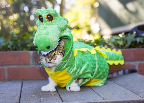pet halloween animals cat costume alligator clothes ridiculous izzy happyhalloween 2015
