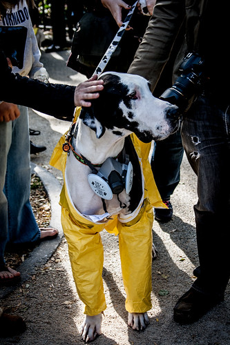 park nyc costumes dog dogs halloween parade