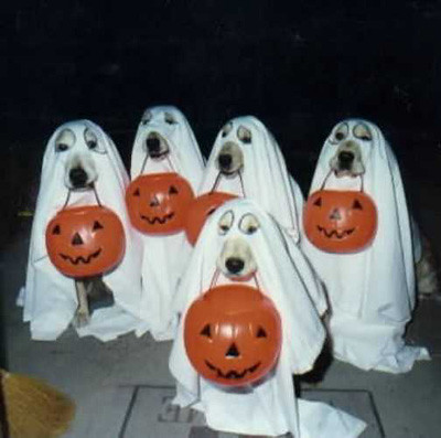 costumes dog dogs halloween animal animals costume ghost ghosts